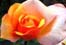BACCARA