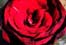 ROUGE ST. NOURG