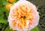 APRICOT PARFAIT