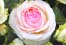 EDENROSE